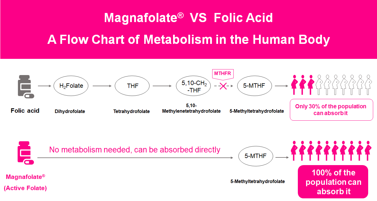 Et flowdiagram over metabolisme i den menneskelige krop, Active Folate VS Folinsyre