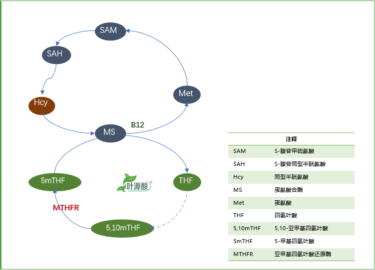 MTHFR-genotype forårsager abnormitet i folatmetabolisme og relateret sygdomsmekanisme