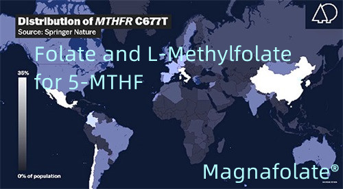 Folat og L-methylfolat til 5-MTHF