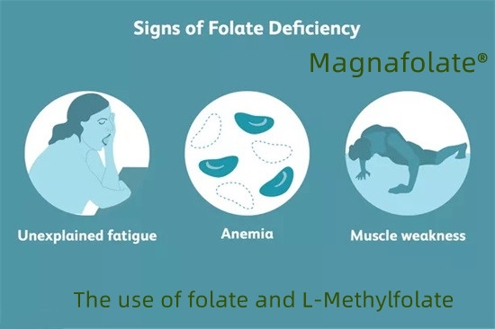 Brugen af ​​folat og L-methylfolat