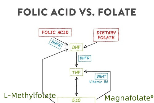 Sammenfatning af folat og L-methylfolat