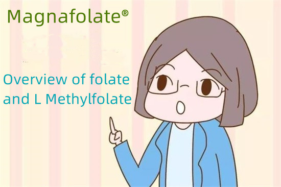 Oversigt over folat og L Methylfolat