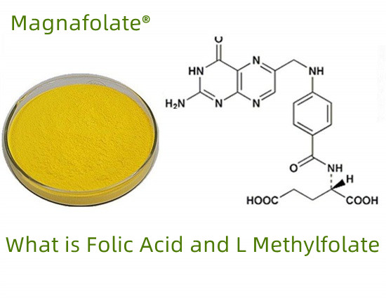 Hvad er folat-folinsyre-L Methylfolat?