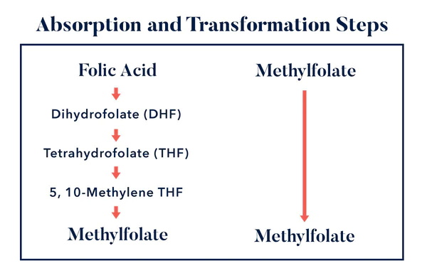 Hvad er de vigtigste ligheder mellem folinsyre og L-methylfolat?