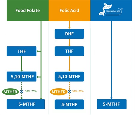 Hvad er 5-methyltetrahydrofolat?