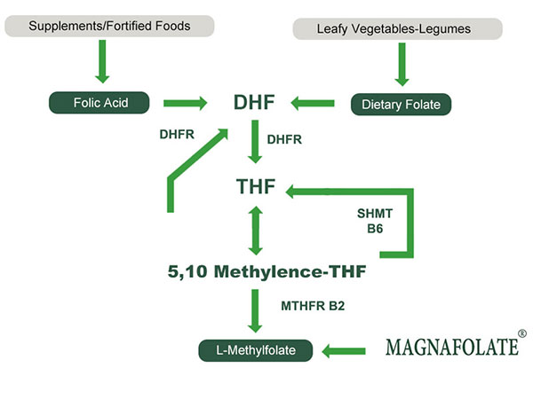 L-methylfolat VS Food Folat VS Folinsyre