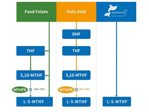 Tre forskellige metaboliske veje for folat