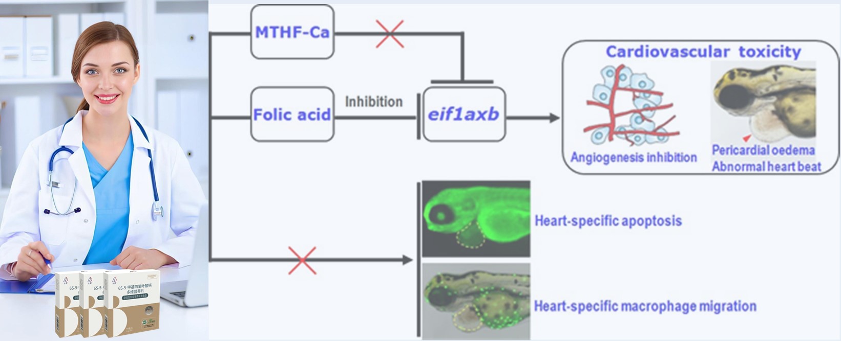 Litteraturanmeldelse | Syntetisk folinsyre med høj dosis kan udgøre hjerterisici for tidlige embryoner; 6s-5-methyltetrahydrofolat-calcium viser sig sikrere